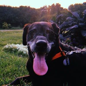 Meet your Posher, Helen